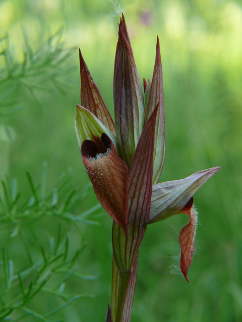 Serapias vomeracea